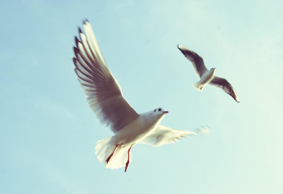 pushforward's tweet photo. be free http://t.co/Hs2oT3tdXW