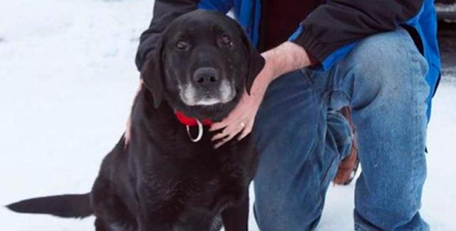 Blind dog rescued after being lost for 2 weeks in the cold: go.wgntv.com/1FIO34K