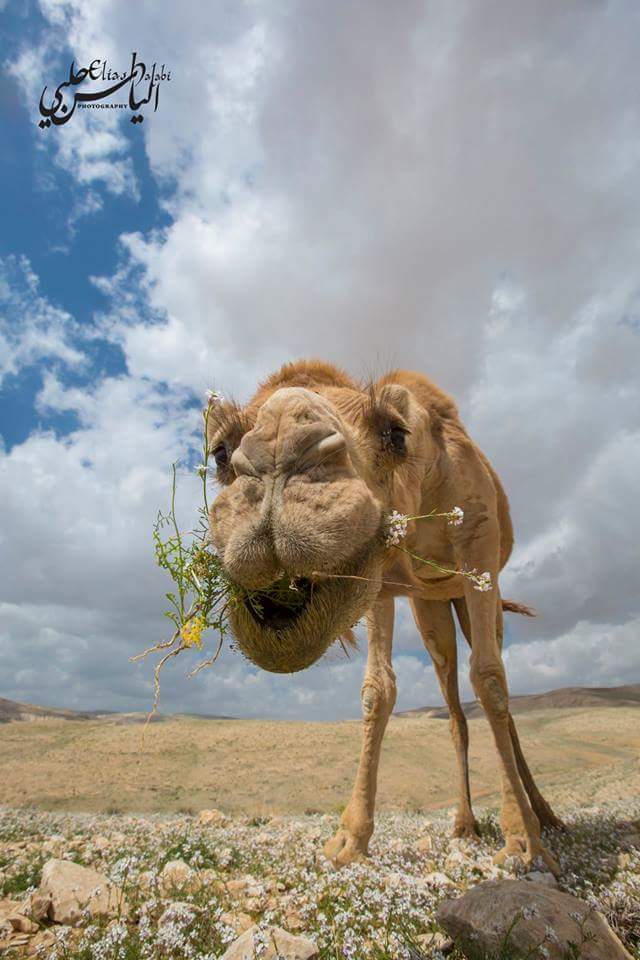 OpGaZa_1's tweet photo. #GoodMorning from #palestine ( no comment ) :-)
@EMPRESS_I @CathyHutton1 @HackerBrigade @Bea4Palestine @AbbsWinston http://t.co/PAHW0WH1gr