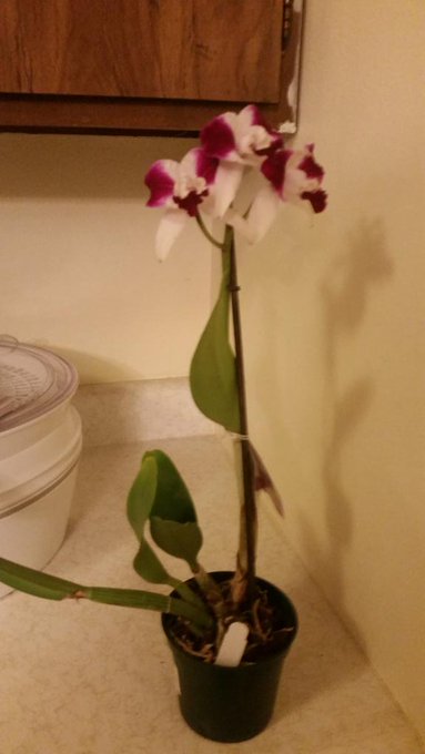 Not only did I get new place but came home to a new part of our family... isn't she gorgeous?!?! http://t<a href="/tag/thanksgiving"class="tags"><span>#thanksgiving</span></a>