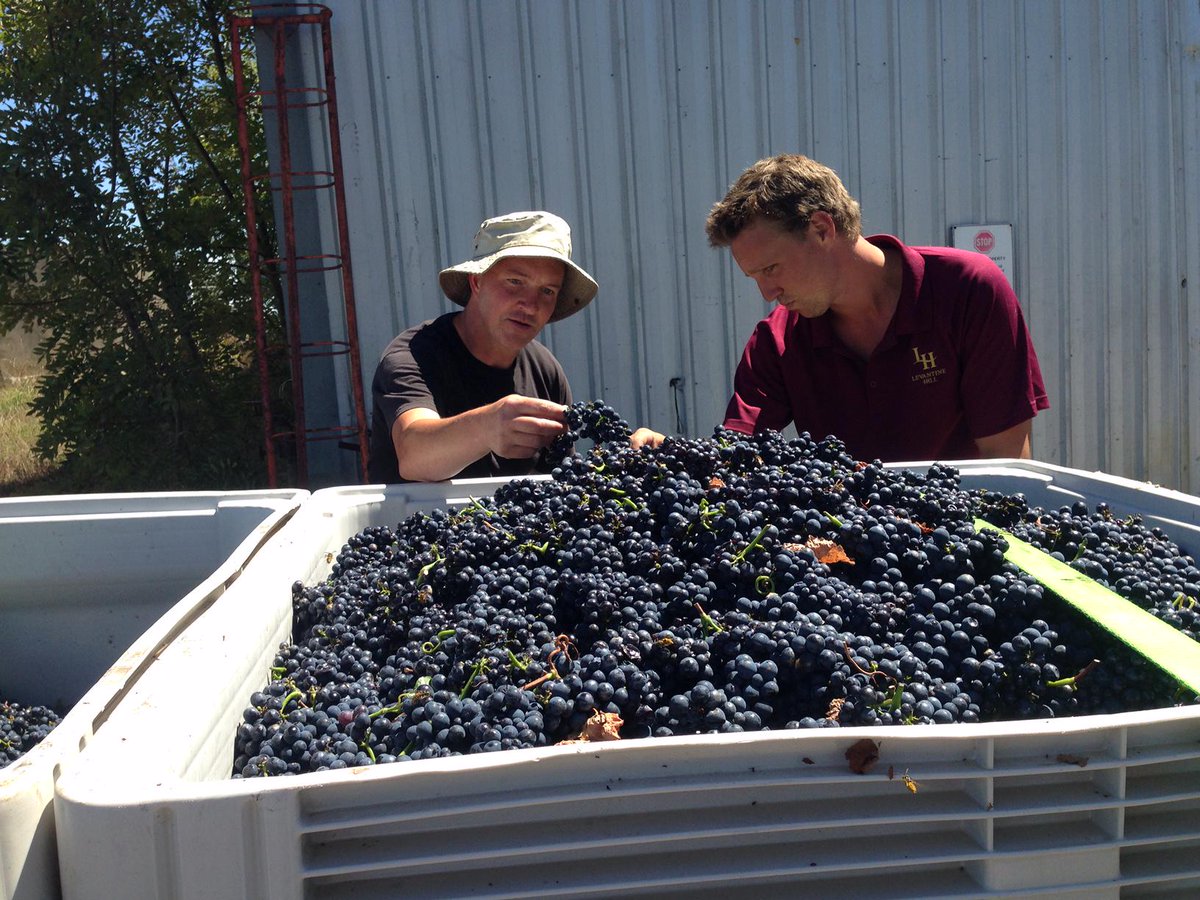 LevantineHill's tweet photo. The boys carefully inspecting the #pinot to ensure #perfection @radiobridgeman @WineYarraValley #yarravalley #luxury http://t.co/hdhIYXMcks