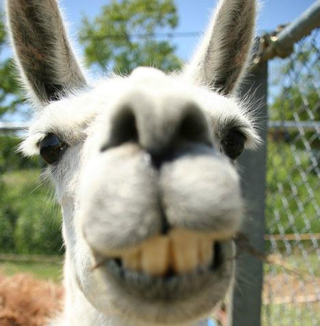 CraigCoffeyNow's tweet image. llama tell ya something, "The dress is blue!" #RunLlamasRun #FreeTheLlamas #LlamasAreFun