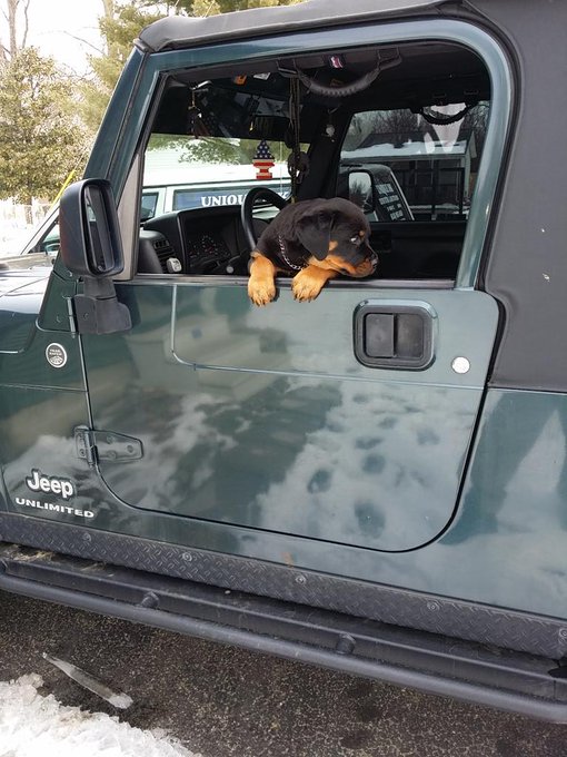 My new Jeepin buddy. #kaiser #jeepindog #rottweiler #rottweilerpuppy #puppy #mansbestfriend #shopdog<a href="/tag/kaiser"class="tags">#kaiser</a><a href="/tag/jeepindog"class="tags">#jeepindog</a><a href="/tag/rottweiler"class="tags">#rottweiler</a><a href="/tag/puppy"class="tags"><span>#puppy</span></a><a href="/tag/puppylove"class="tags"><span>#puppylove</span></a><a href="/tag/rottweilerpuppy"class="tags"><span>#rottweilerpuppy</span></a><a href="/tag/mansbestfriend"class="tags"><span>#mansbestfriend</span></a>