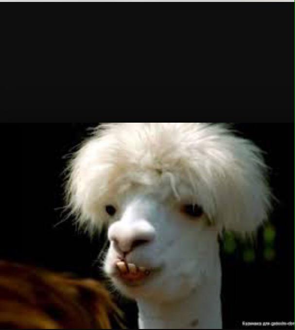 EscapedLlamas's tweet photo. .@sia YOU. ARE. OUR. HAIR-SPIRATION. #WeAreNotWorthy #LlamaDrama #LlamaWatch2015 http://t.co/7TjwTlFuKy