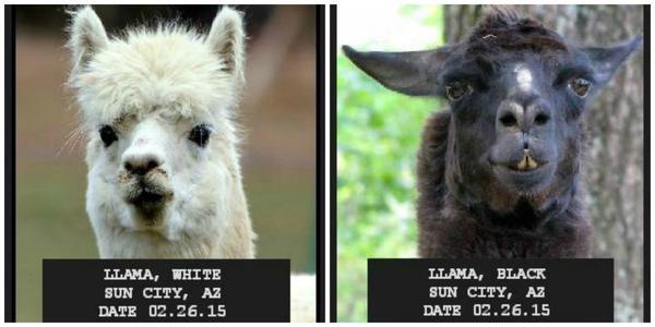 EscapedLlamas's tweet photo. They didn't even get our good sides - WL &amp; BL. #FuckThis #LlamaWatch2015 #LlamaDrama http://t.co/nxi1GnYxPf