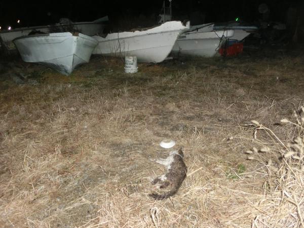 しっぽ 猫殺しの島 真鍋島 その実態は Togetterまとめ Http T Co Iq1wqfn0n0 Togetter Jpさんから 画像は毒エサで毒殺された猫 Http T Co Limeimjrof しっぽ 猫殺しの島 真鍋島 その実態は Togetterまとめ Http T Co Iq1wqfn0n0 Togetter Jpさんから 画像は毒エサで毒殺された猫 Http T Co Limeimjrof