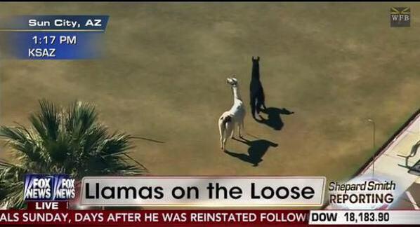The Funniest Trends tweet media