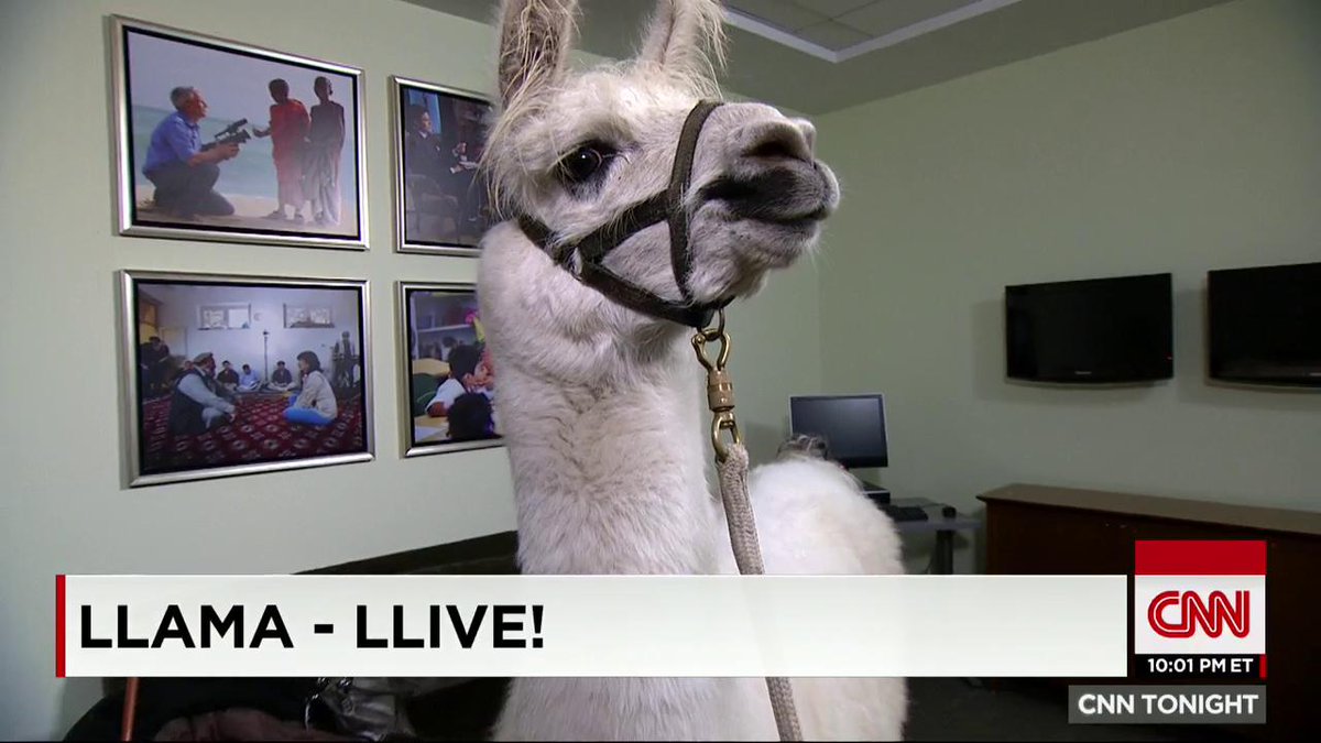 This is CNN - The llama cam