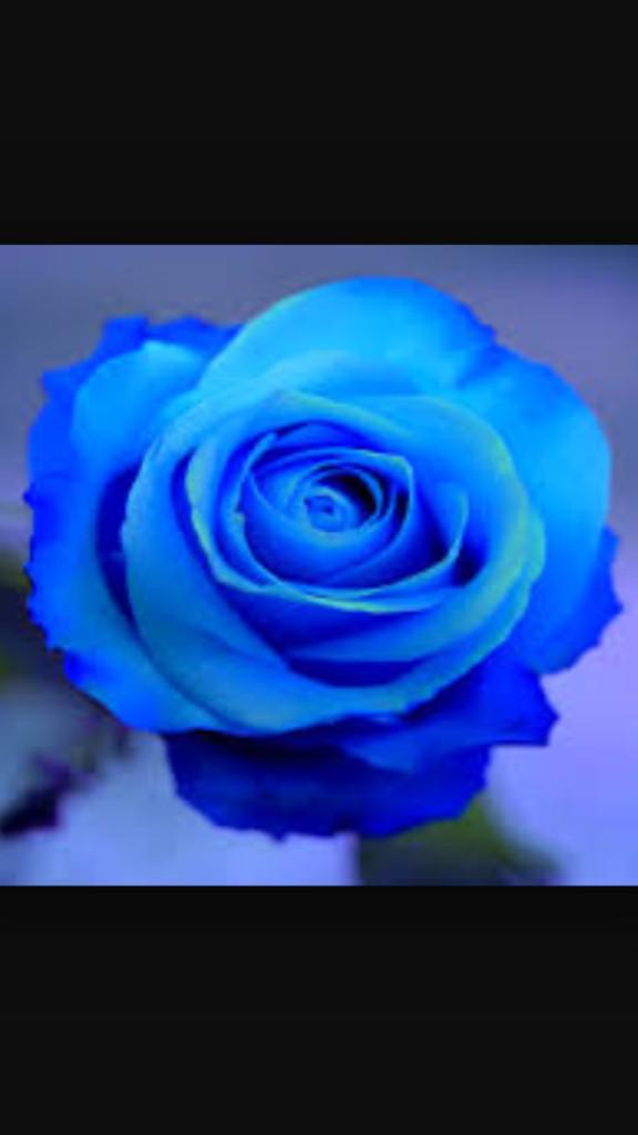 TJLang70's tweet image. I love gold roses.