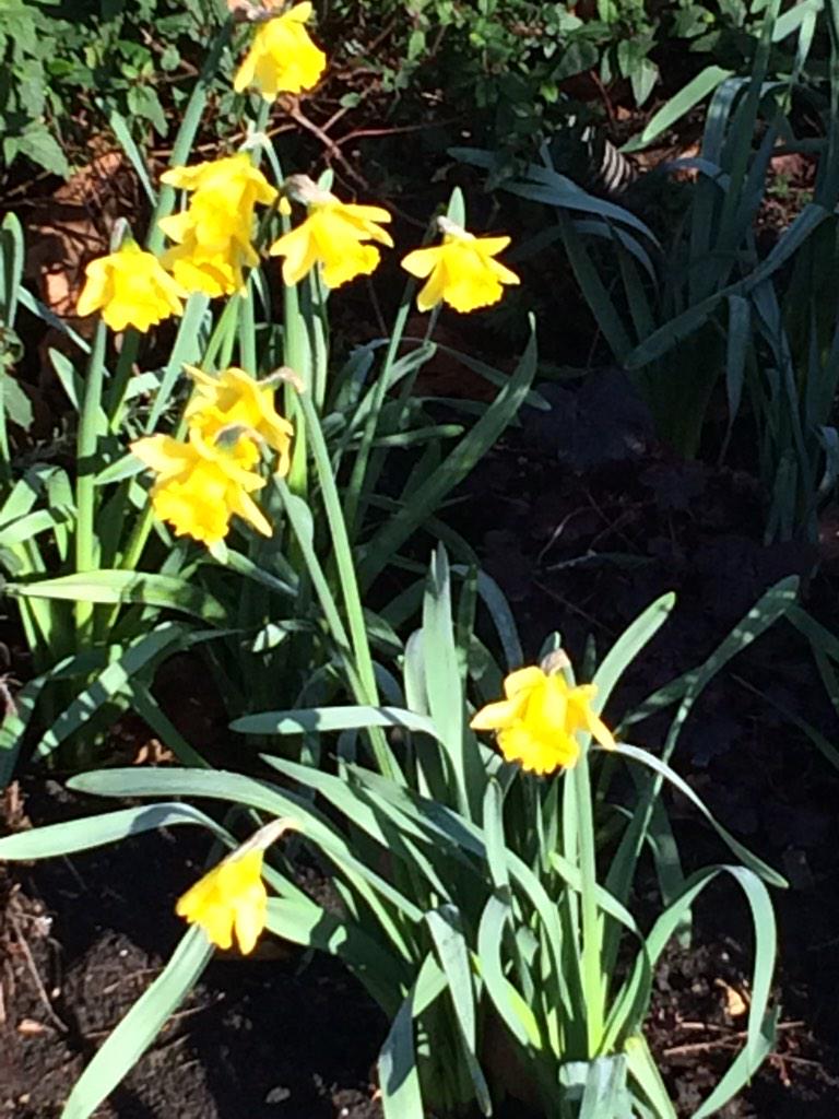 londonwhispers's tweet image. I just ๐๐๐ my morning walks #springinmystep #fitgirls #hydepark #londonischanging @RPFoundation