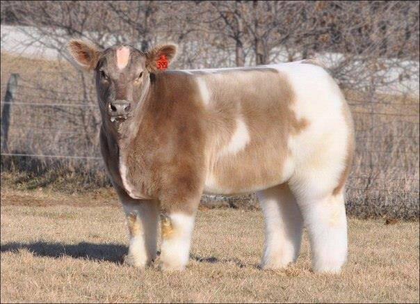 chilly_cow's tweet photo. For sheer cuddliness, these cows are the way forward.. Aren't they?? #onlyintheusa http://t.co/W9kUrAfL9S
