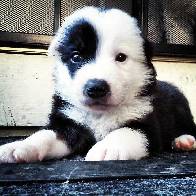 Dogagram's tweet image. See tomdogfish and more #hip Top Dog Selfies @ dogagram.com/hip-joint-supp…