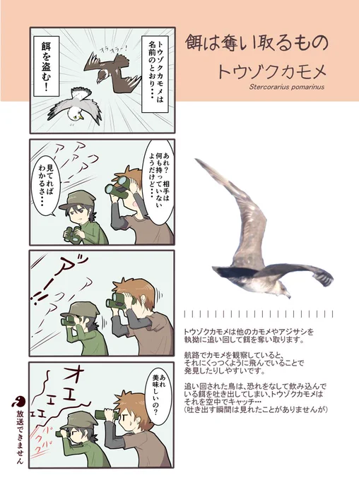 カモメ4コマその７。トウゾクカモメ。 
