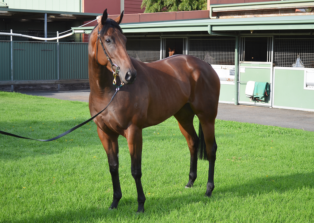 #BlackCaviar's stunning 3/4 sister, #Sistonic, is aiming to keep her unbeaten record alive <a href="/MVRC1/">Follow @TheValley</a> tonight! #GiddyUp