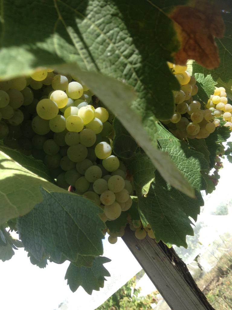 bob Mclean tweet media