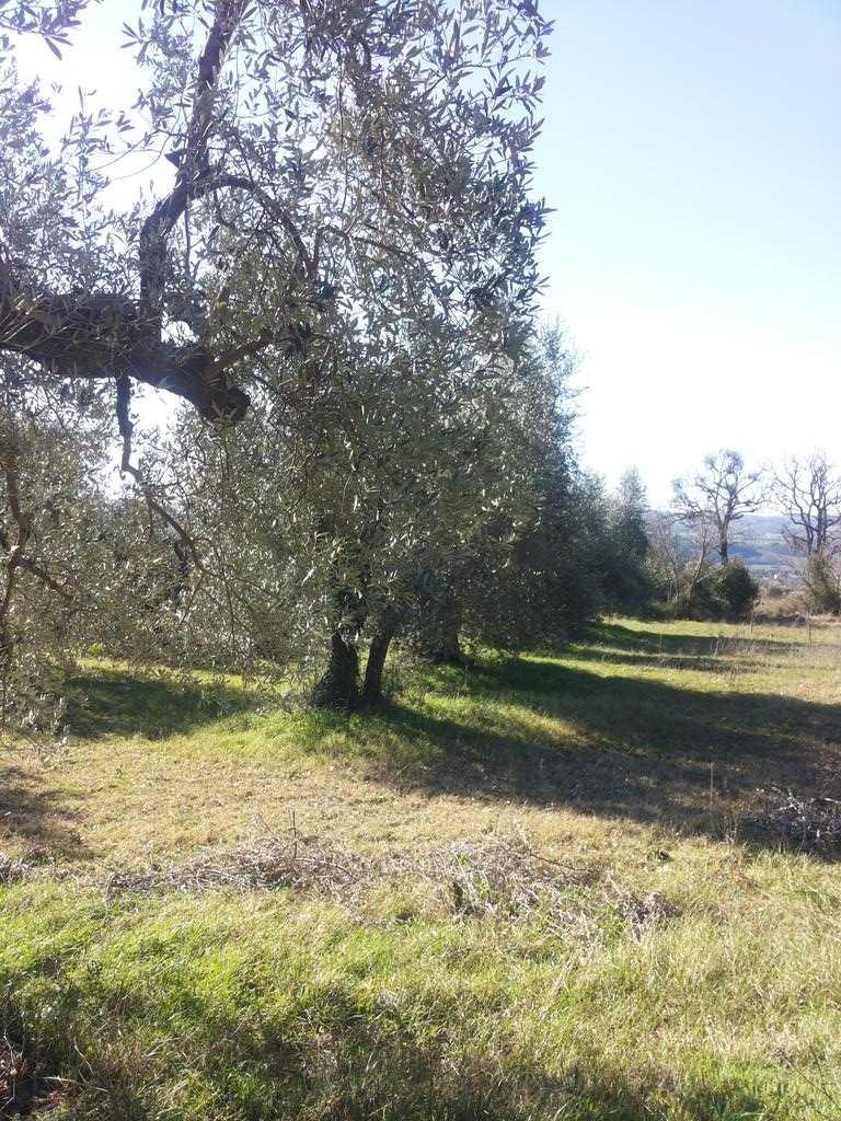 FrankGiacone's tweet image. "2 piccoli cucchiaini di olio di oliva 2 cucchiai henne neutro 2 gocce di olio essenziale alla lavanda" #naturaltest