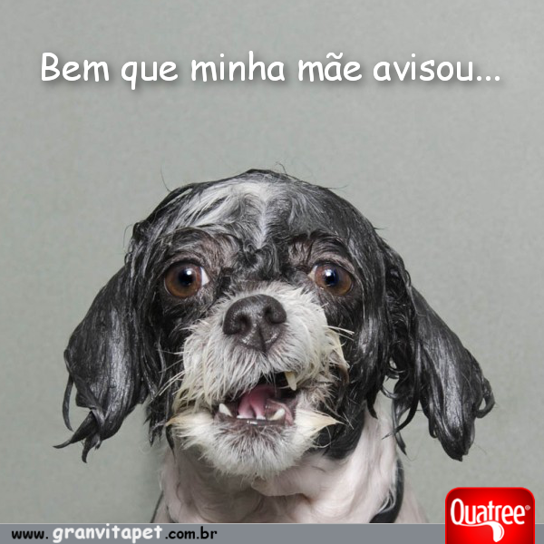 Caramelo e Cristal da Quatree on Twitter: Caramelo e Cristal da Quatree on Twitter: