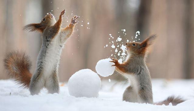 Russian photographer captures the secret lives of squirrels oak.ctx.ly/r/2jt5c