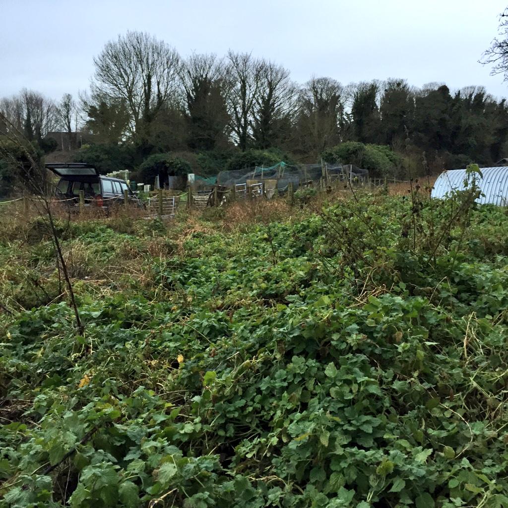 DeesonsBritish's tweet photo. #SmallHolding a *bit* overgrown over the winter!!
But #Deesons & @PorkandCo
New piggies on Sunday are gonna love it! http://t.co/y3lzVU4tHi