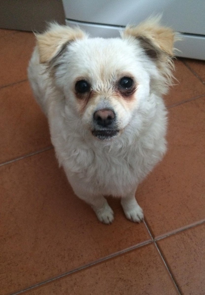 vai3333's tweet photo. PERRITA QUE NECESITA ACOGIDA/ADOPCION URGENTE¡ESTABA ADOPTADA Y YA NO LA QUIEREN¡ paulolamedina@gmail.com  #SEVILLA http://t.co/KdNl2LH8WA