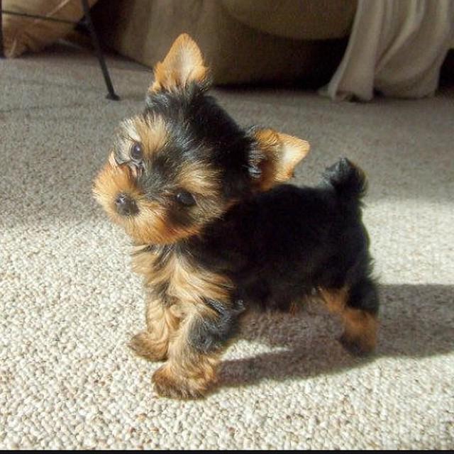 Dogagram's tweet image. See food_puppies and more #petsqueak Top Dog Selfies @ dogagram.com/dog-houses/