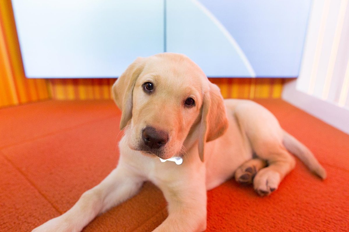 Can we at least agree that I'm a yellow lab? #thedress