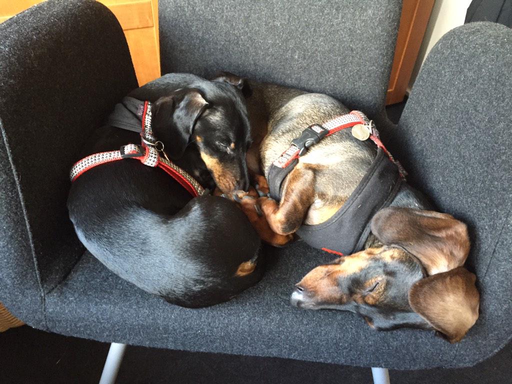 nickmenko's tweet photo. Hard day at the office for these two http://t.co/dItAhZCYh7