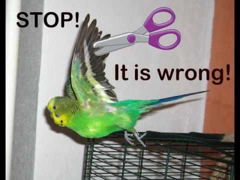 DeepakRS1988's tweet photo. U can't expct a bird to fly aftr clipping its wings #StopMerger of #FTIL #NSEL @shaftil @NSEL_official @financialtec http://t.co/gIGofteKKz