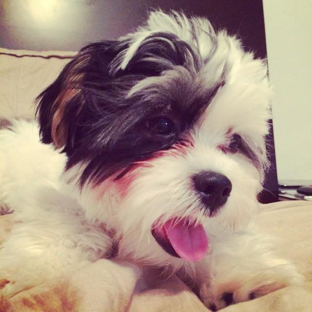 Dogagram's tweet image. See yoonsoonoona and more #hip Top Dog Selfies @ dogagram.com/hip-joint-supp…