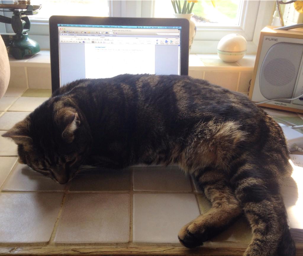 Come back to my desk and find my cat asleep on my laptop. He's also managed to delete most of my work. Clever cat.