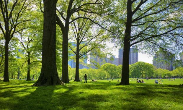 TheTreeCouncil's tweet image. A useful article to help understand the benefits that #forests bring to the planet bit.ly/1JUj4t0