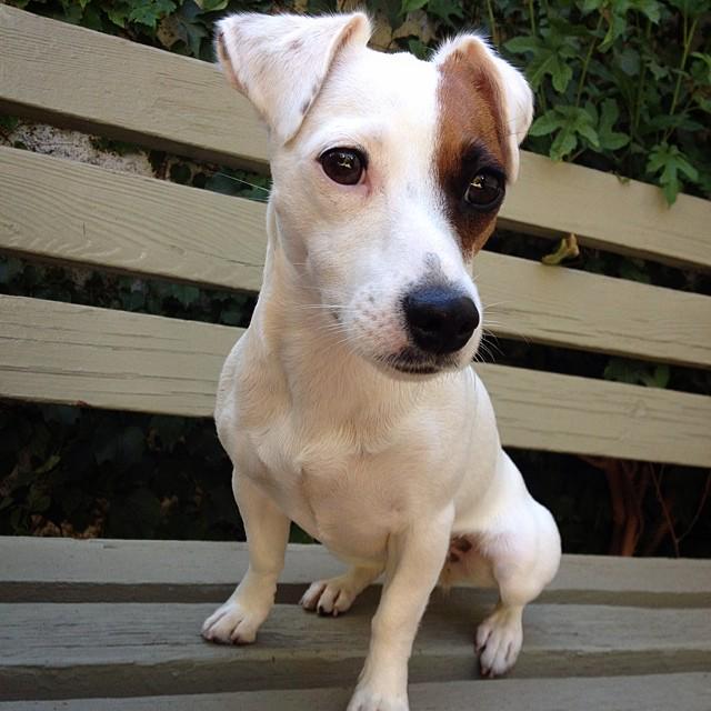 Dogagram's tweet image. See willowtherussellterrier and more #orthopedic Top Dog Selfies @ dogagram.com/orthopedic-dog…