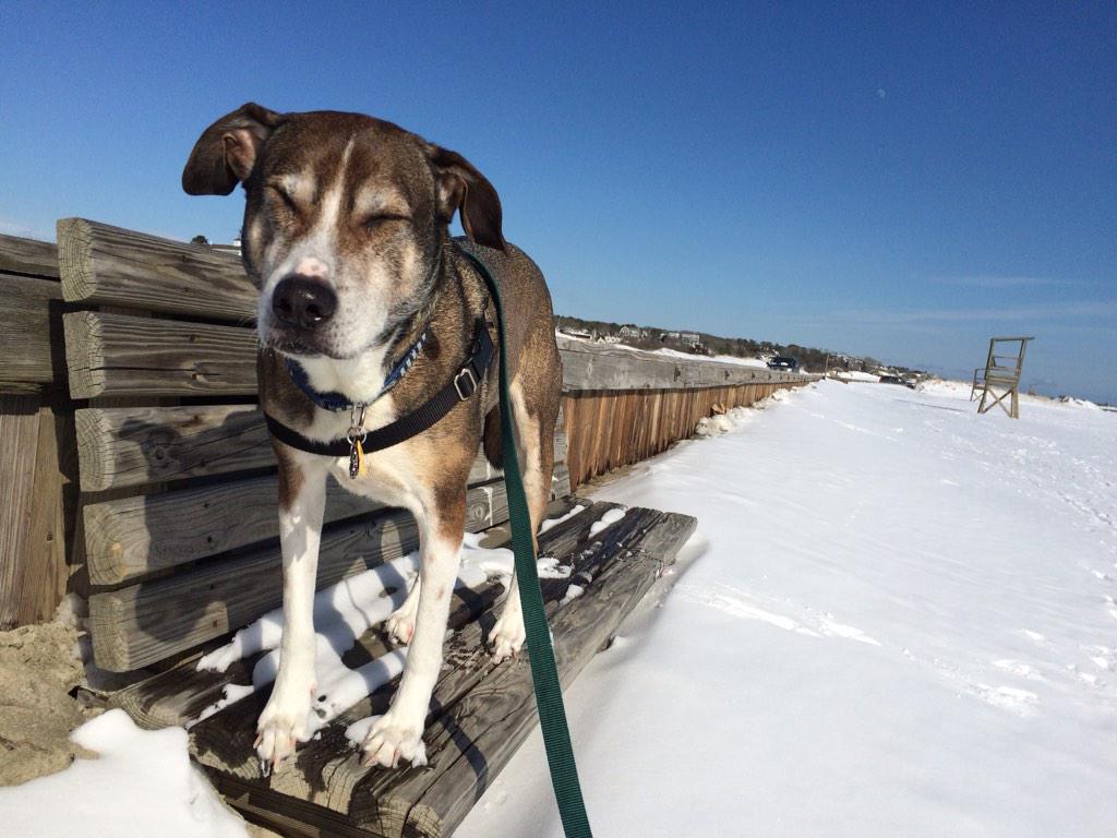 Fogothedog's tweet photo. Basking in the sun at Red River Beach in #Harwich. #FogoFriday #capecod http://t.co/wPovKgJjRb