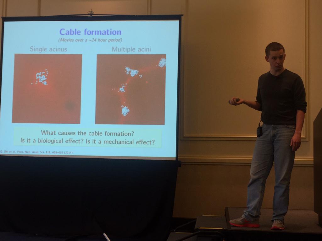 gliomath's tweet image. Chris Rycroft @HarvardResearch: math modeling of nonlinear elastic interactions of mammary acini #icbppsocmath