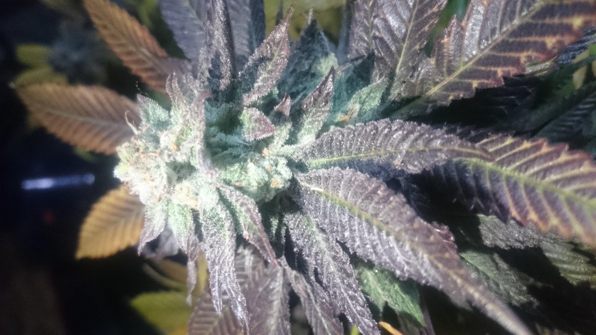 JulesJayJourno's tweet image. The #first #bank in the #US in the #marijuana industry is here in #PDX bit.ly/1ExGeAM @HerbaceousFarms #MBank