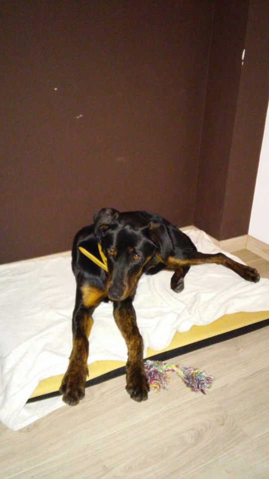 AAmigosAnimales's tweet photo. Esta cachorrona d un año necesita un hogar!Es muy buena,tranquila y obediente!Deja q forme parte de tu vida,adóptala! http://t.co/T8yZrFWecb