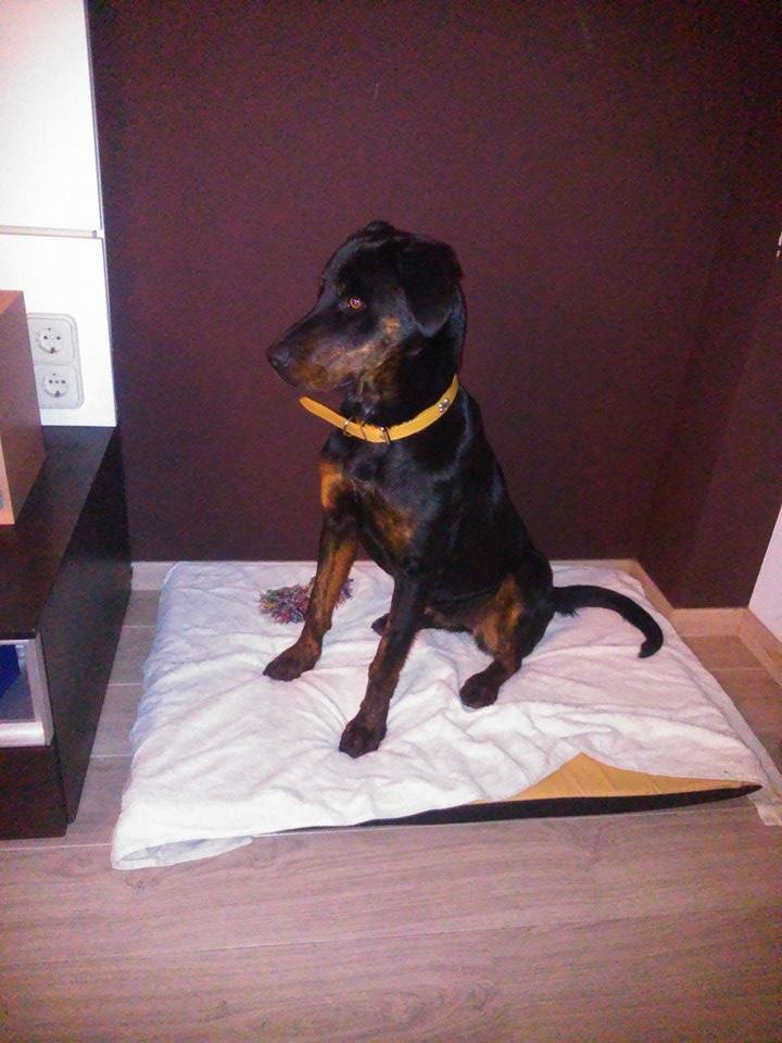 AAmigosAnimales's tweet photo. Esta cachorrona d un año necesita un hogar!Es muy buena,tranquila y obediente!Deja q forme parte de tu vida,adóptala! http://t.co/T8yZrFWecb