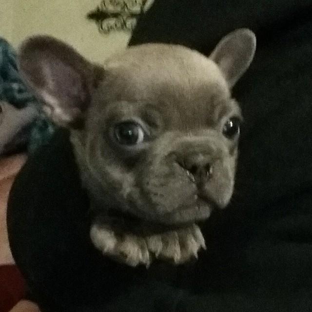 Dogagram's tweet image. See kjsbulldogs and more #midwest Top Dog Selfies @ dogagram.com/dog-kennels-cr…