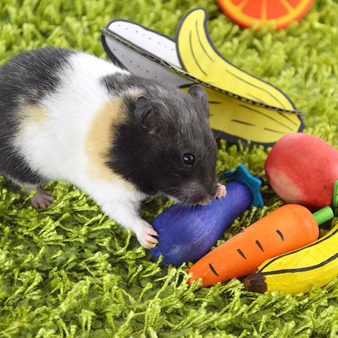 Hamster_Guide's tweet image. Picking up my 3rd on Sun then a 9hr drive back home! Can't wait to see Maggie 😊 #hamster