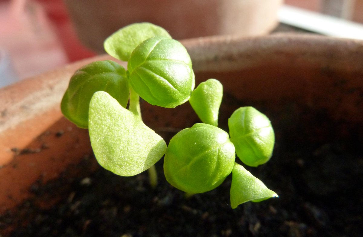 when2plant's tweet image. What to sow in March. Inside: Paprika, Pepper, Eggplant, Tomatoes. Under glass: Cabbages, Lettuces. Outside: Spinach