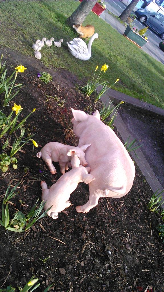 DonnybrookD4's tweet image. Lots of animal life in #Donnybrook!  All looked after by @RowellDesign.  @BakersCoffee