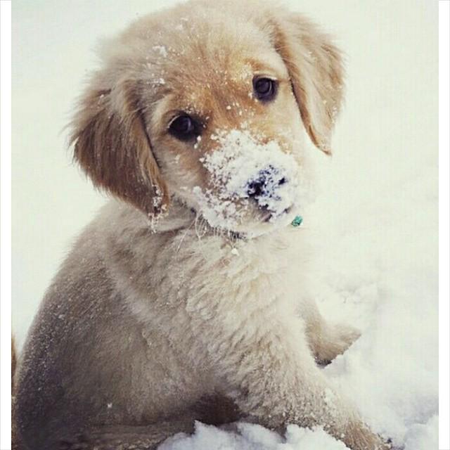 Dogagram's tweet image. See cachorros_animals and more #precision Top Dog Selfies @ dogagram.com/dog-houses/