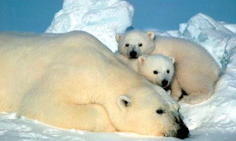 RAWIU's tweet photo. HAPPY NATIONAL POLAR BEAR DAY http://t.co/7k1wtS1660