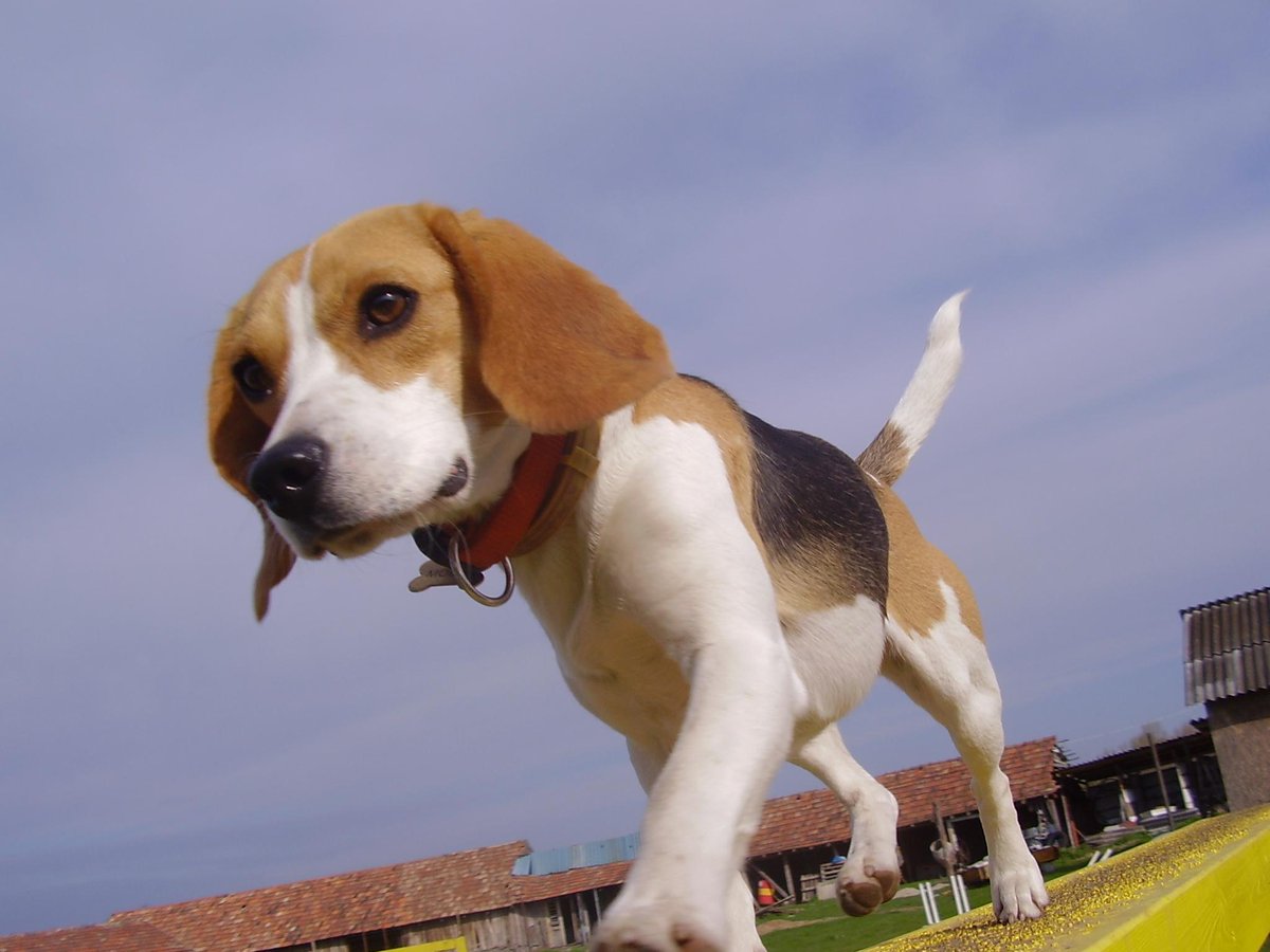 LautnerPeter's tweet photo. ADÓ 1% felajánlása

Rákbeteg Állatokért Alapítvány
Az adószámuk: 18245907-1-43

A Molly is mentett laboros Beagle. http://t.co/Sf50shgg2V