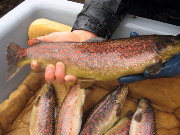 thefishinglife's tweet image. #Puccini