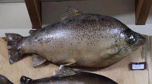 thefishinglife's tweet image. #NewZealand