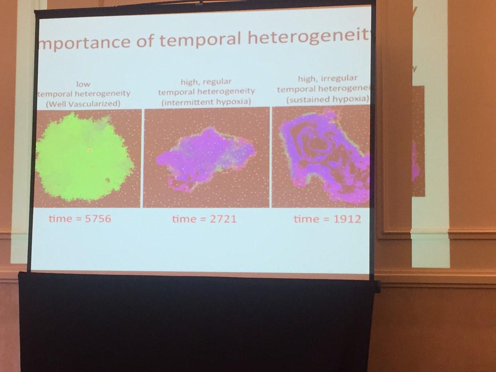 gliomath's tweet image. @MRobertsonTessi: angiogenic pressures on tumor heterogeneity: low grade #glioma, anaplastic and #gbm? #icbppsocmath