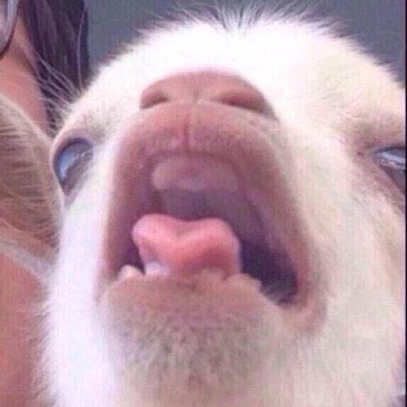 PennyTheGOAT tweet picture