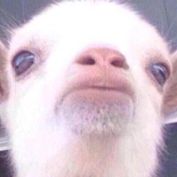 PennyTheGOAT tweet picture