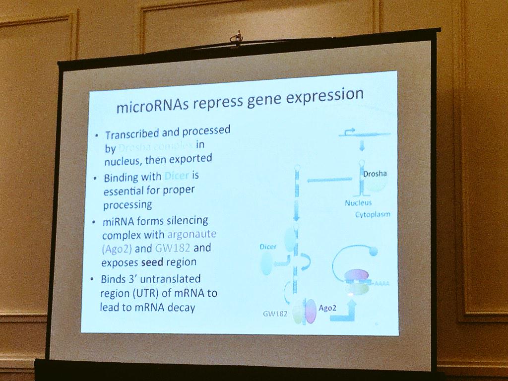 ara_anderson's tweet image. @sargoshoe explains what microRNA are and why they are important #icbppsocmath